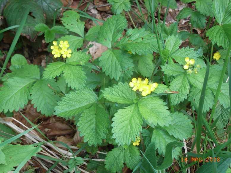 Aremonia agrimonoides / Agrimonia